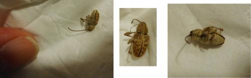 Réf. 213 874 : Curculio elephas